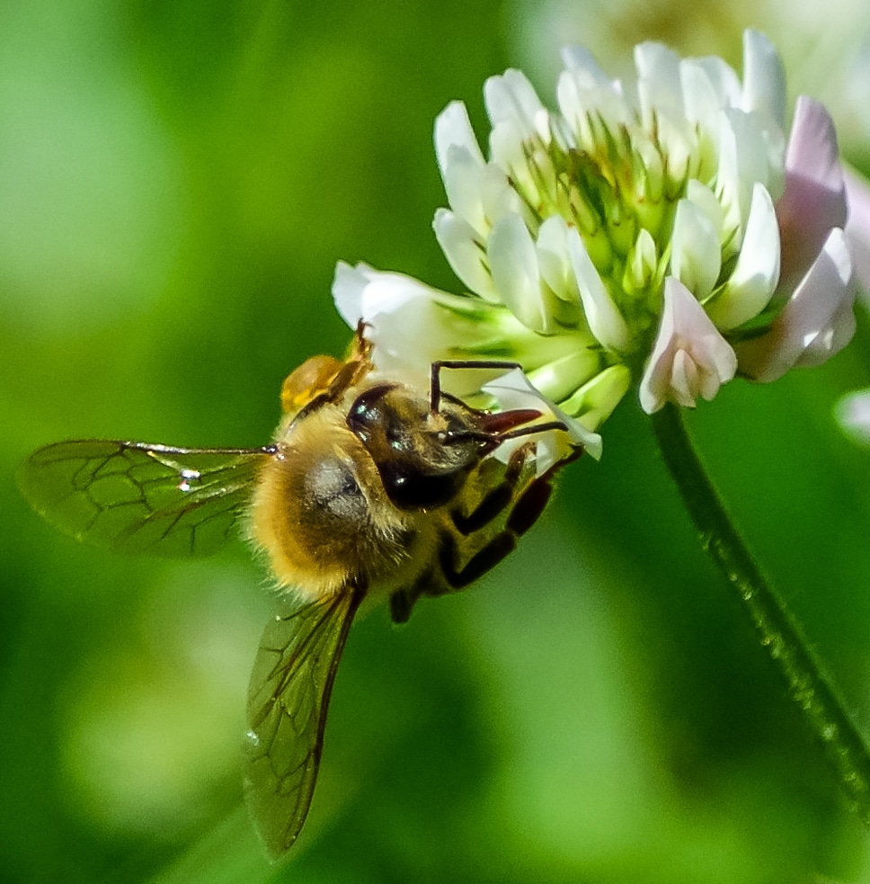 a-bee-flower