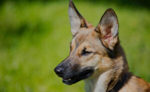 Polish rescue dog