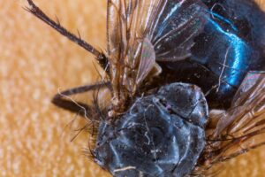 dead fly thorax